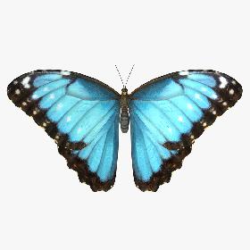3D Common Morpho Butterfly model